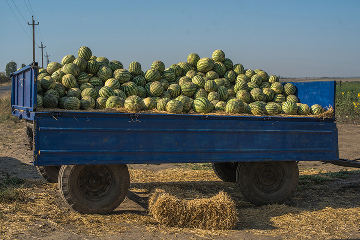 Sunny watermelons. Maria Kalenska food blog, Odessa.