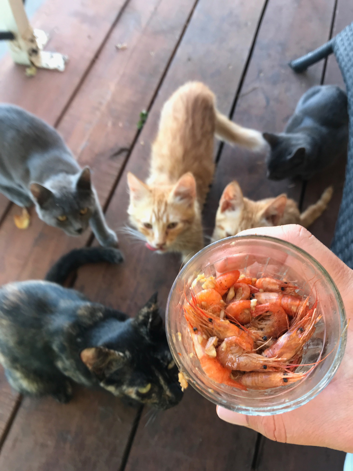Cats and sea food. Maria Kalenska food blog
