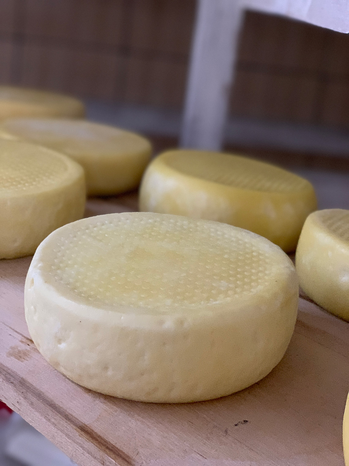 Local handmade cheese. Bessarabian Cheese Factory. Сooking masterclass for adults in Odessa.
