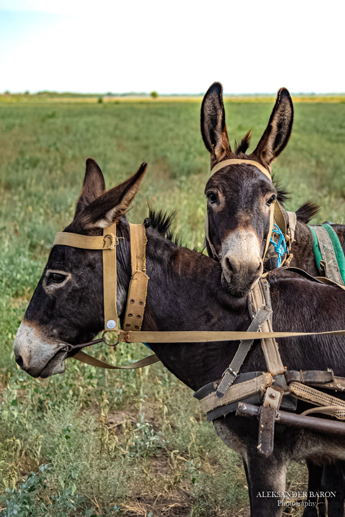 Picturesque Bessarabia - carts with donkeys